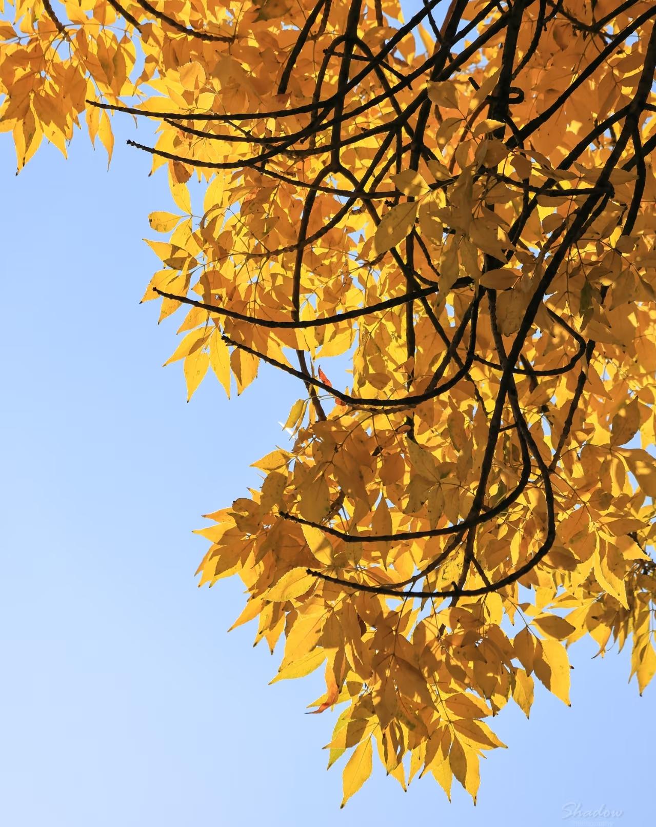 有时候我总会想，生活是一本太厚的书
我们被时光推着，不情愿地翻页。

路灯把影子