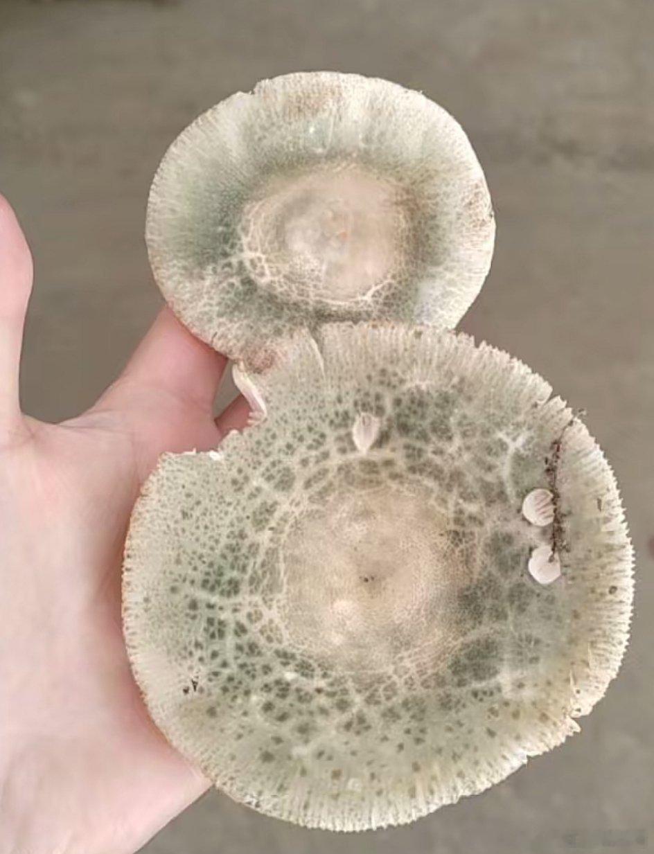 能吃吗？