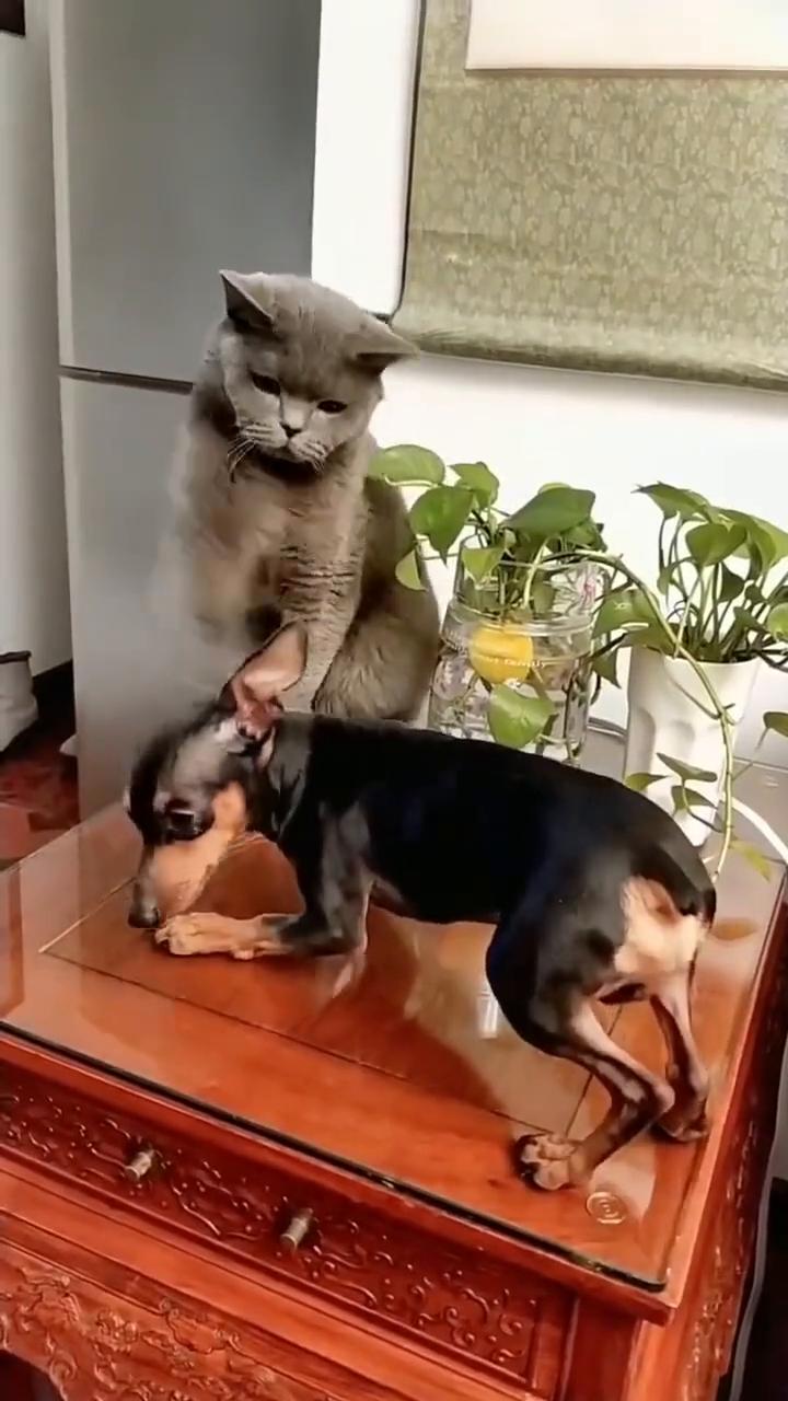 哈哈。