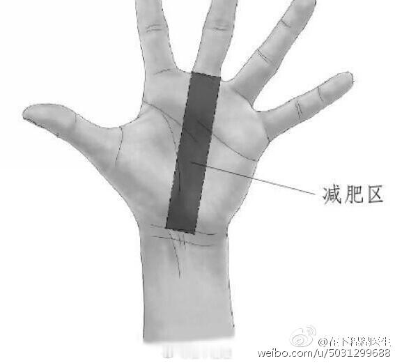 【自上而下走按：消食、排气、减脂】这个减肥区实际就是大约身体中焦区域，有理中补中