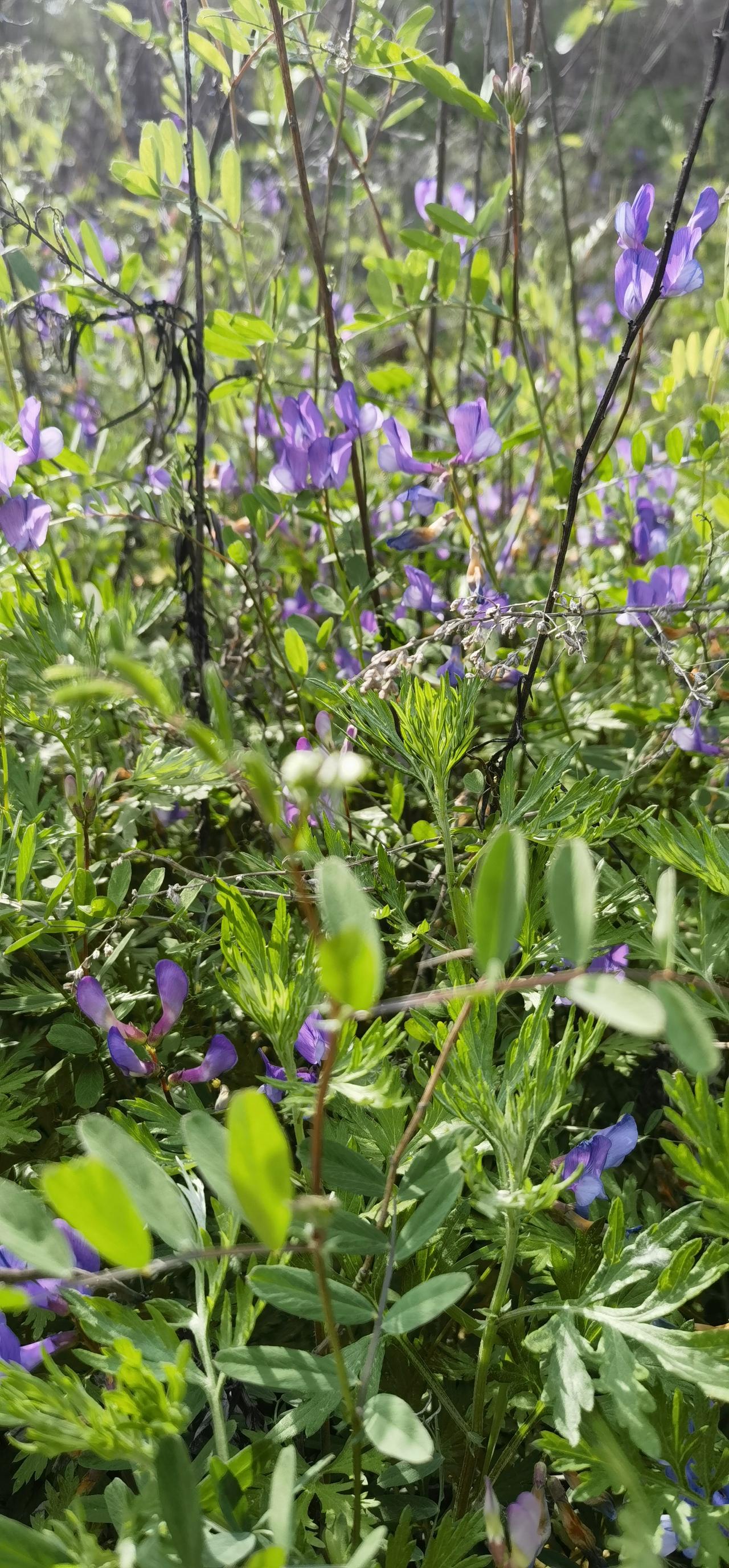 本地田间地头常见花草
豆科类植物，叫不上名字，花色紫蓝，花谢后结出细长而扁的豆荚
