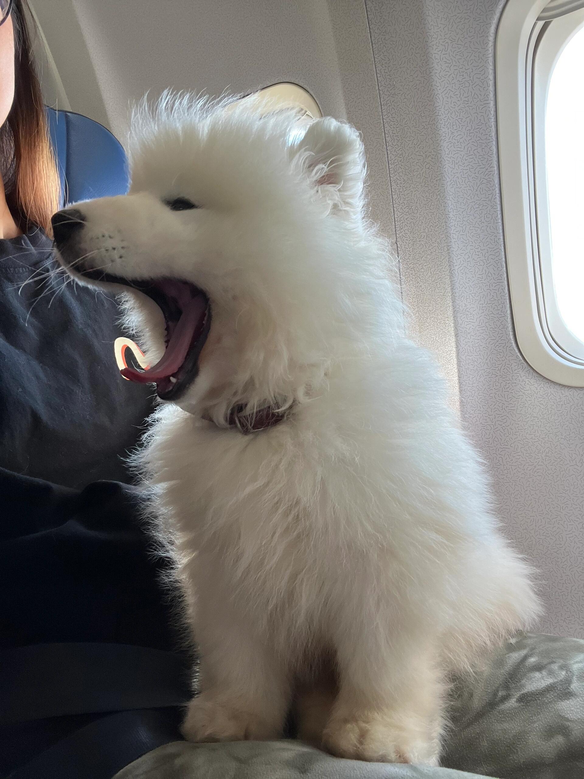 ee们进来看小狗坐飞机～✈️ 