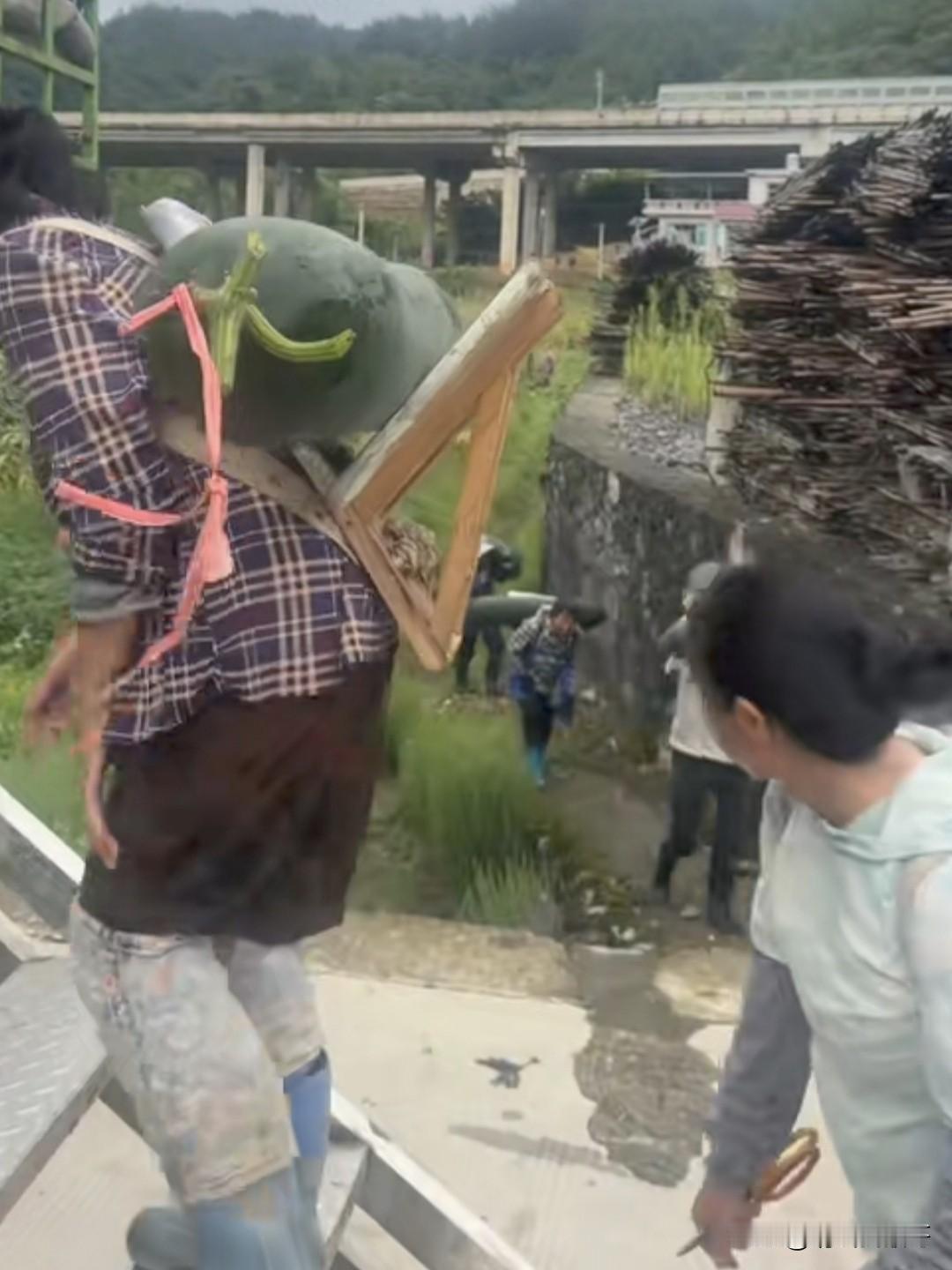 种熟了的冬瓜这种搬运，卖多少钱一斤才划算？