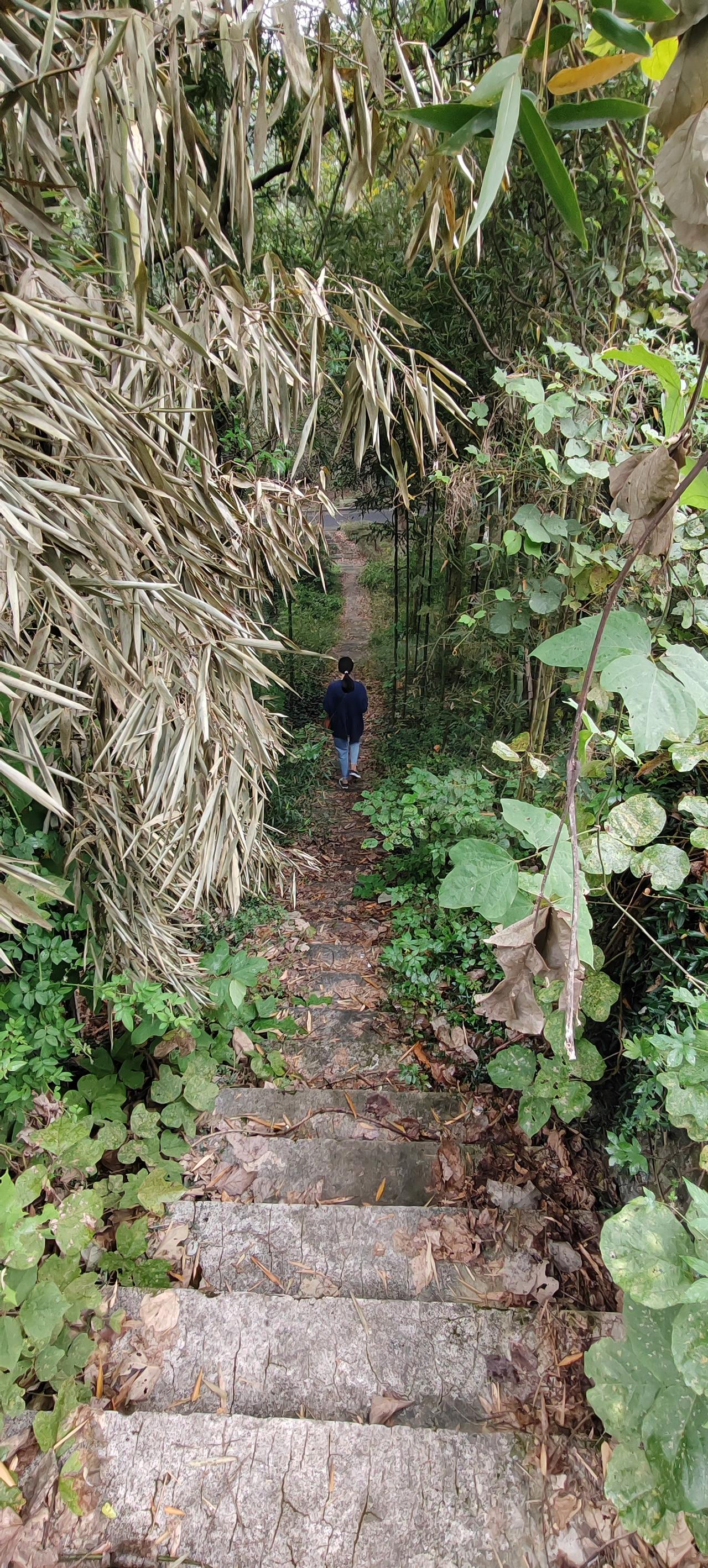可以分享一张秋景的树叶的照片吗？到下面去吃了！