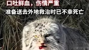 内蒙古牧民家的看家犬为保护牛羊，竟将一只“大野猫”咬成重伤！当救助人员赶到现场时