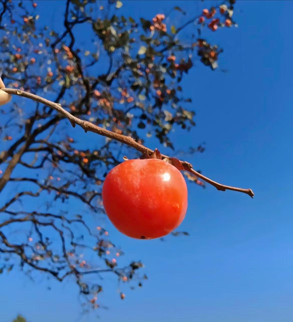 请你对下联

踏春夏秋冬路，
赏一年四季景。