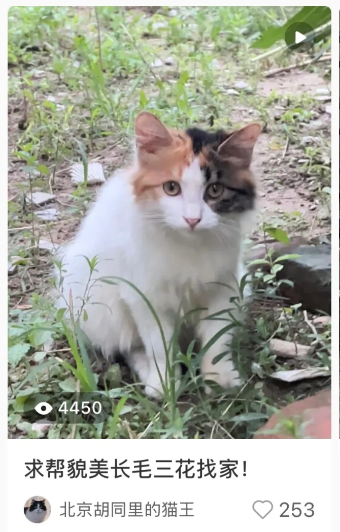 被领养的貌美三花现在过得怎么样了？