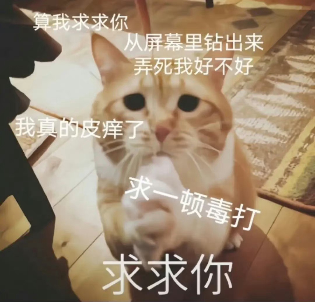 沙雕小猫表情包，拿图吱声哦 ​​​