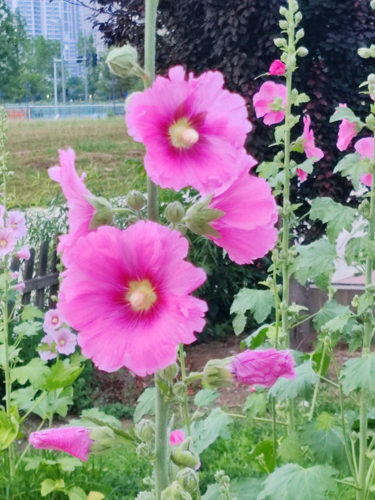 相册里的花花草草《蜀葵》端午将近蜀葵开，丈许身量香成排。红白粉紫交相映，丛丛爆出