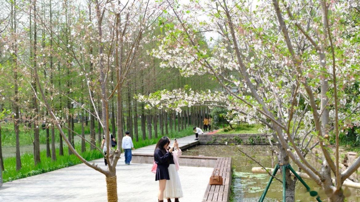 台州春天顶流上线赏花经济热力十足台州黄岩樱花如云似霞，装点城区各处景观。当地在城