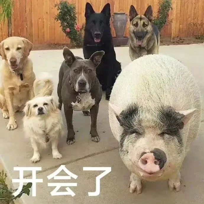 沙雕可爱表情包：一张色图也没有？ 更新不易，拿图点赞[心]更多表情包请看主页[心