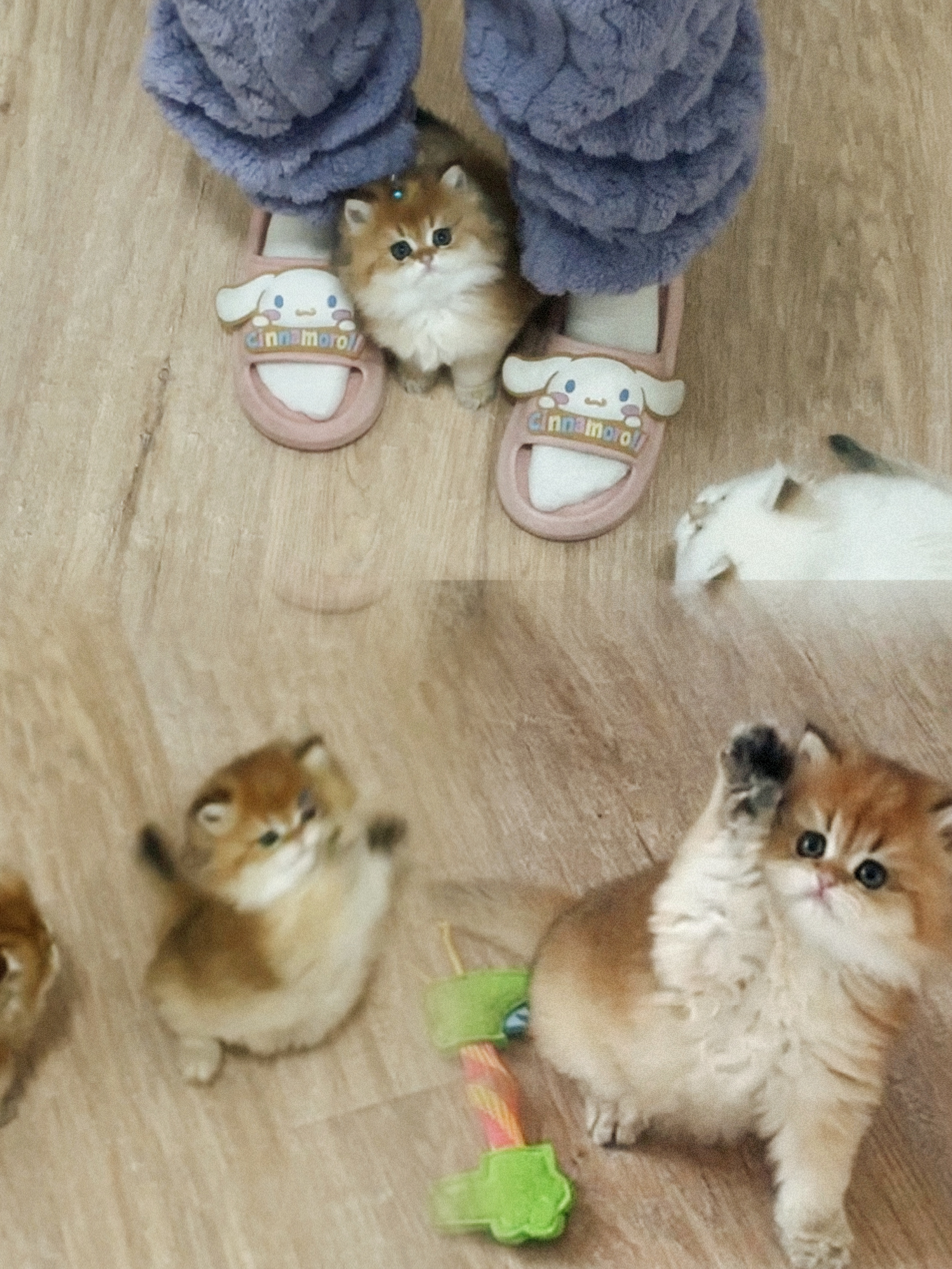 这会真的是张元英了哈哈哈恭喜英子落户成都#英国长毛猫##金渐层# ​​​