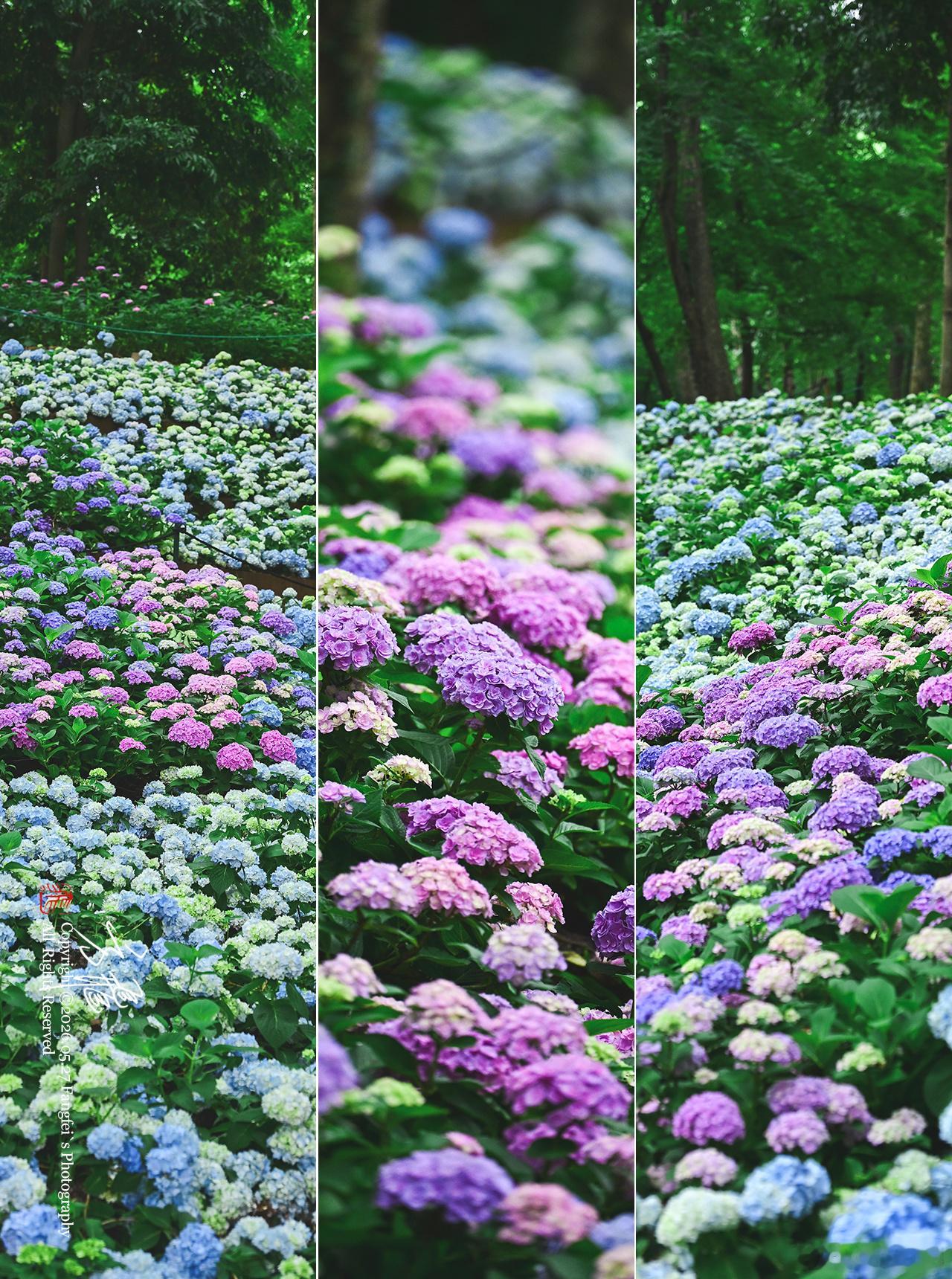 [林间夏意浓 绣球满山坡]镜头里的无尽夏，是写给南京夏天的诗用光影揉碎蓝粉，把林