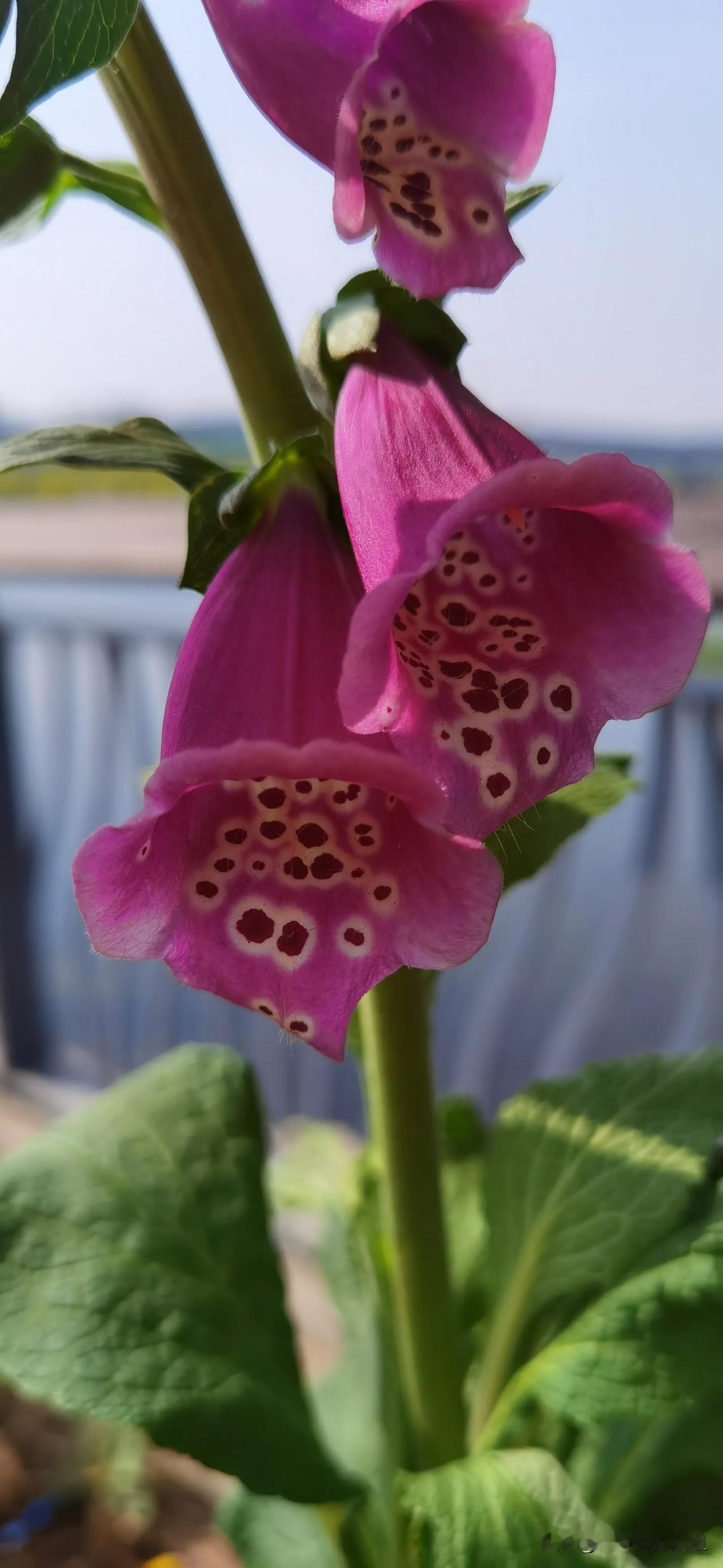 #分享一下拍的花朵#