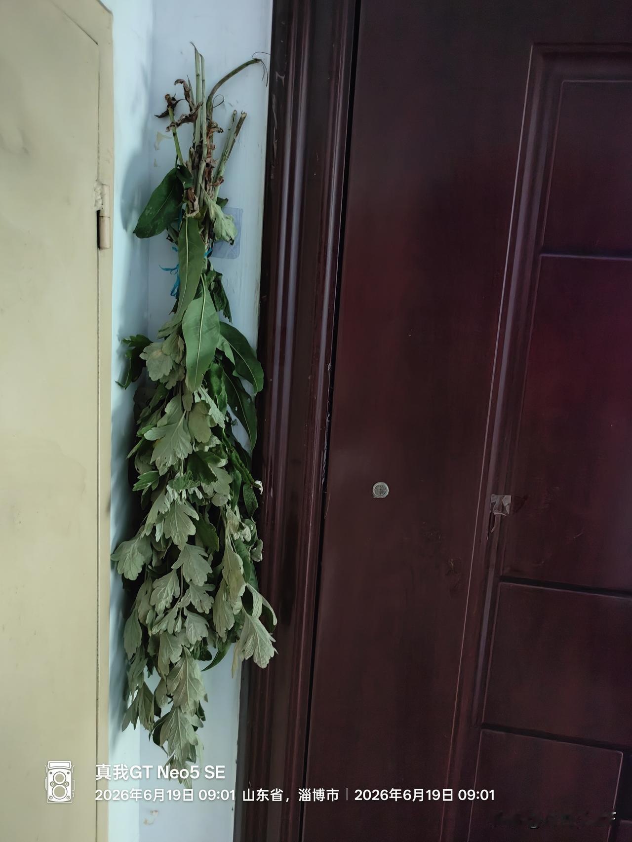 端午节挂艾草是老祖宗传下来的习俗，原因是:

在古代，五月被视为“恶月”，蚊虫滋