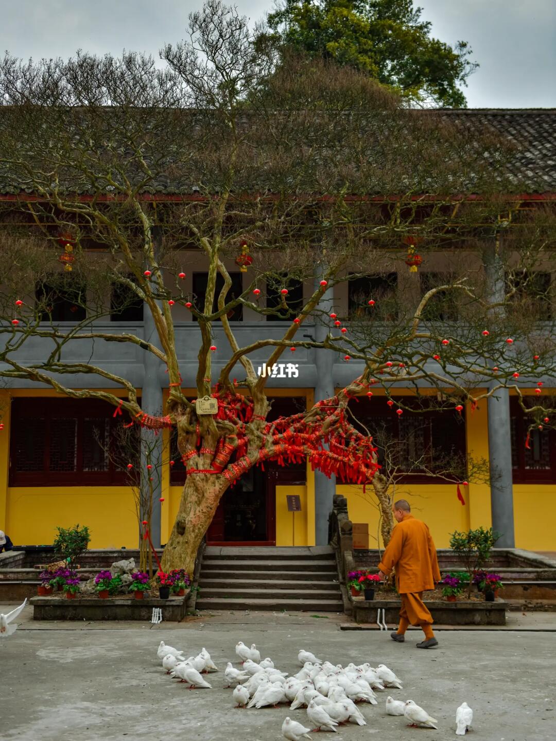 成都1.5h🍃白鸽环绕、佛音黄墙的千年古寺