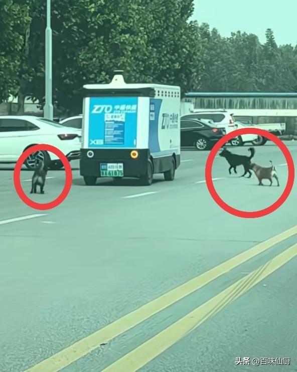 狗咬汽车，少见多怪。
这下好了，小家伙头一天上路，惹了众怒了。[捂脸]