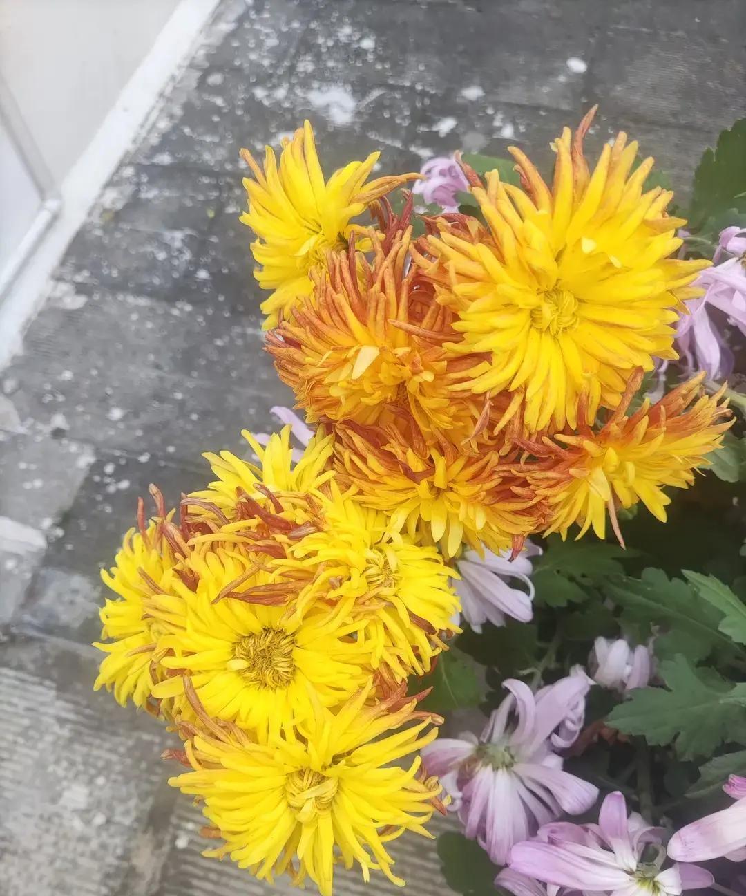 那个靠拍公婆带娃吸粉87万的女博主，这回被自己的话反噬了。
她先是在评论区说“老