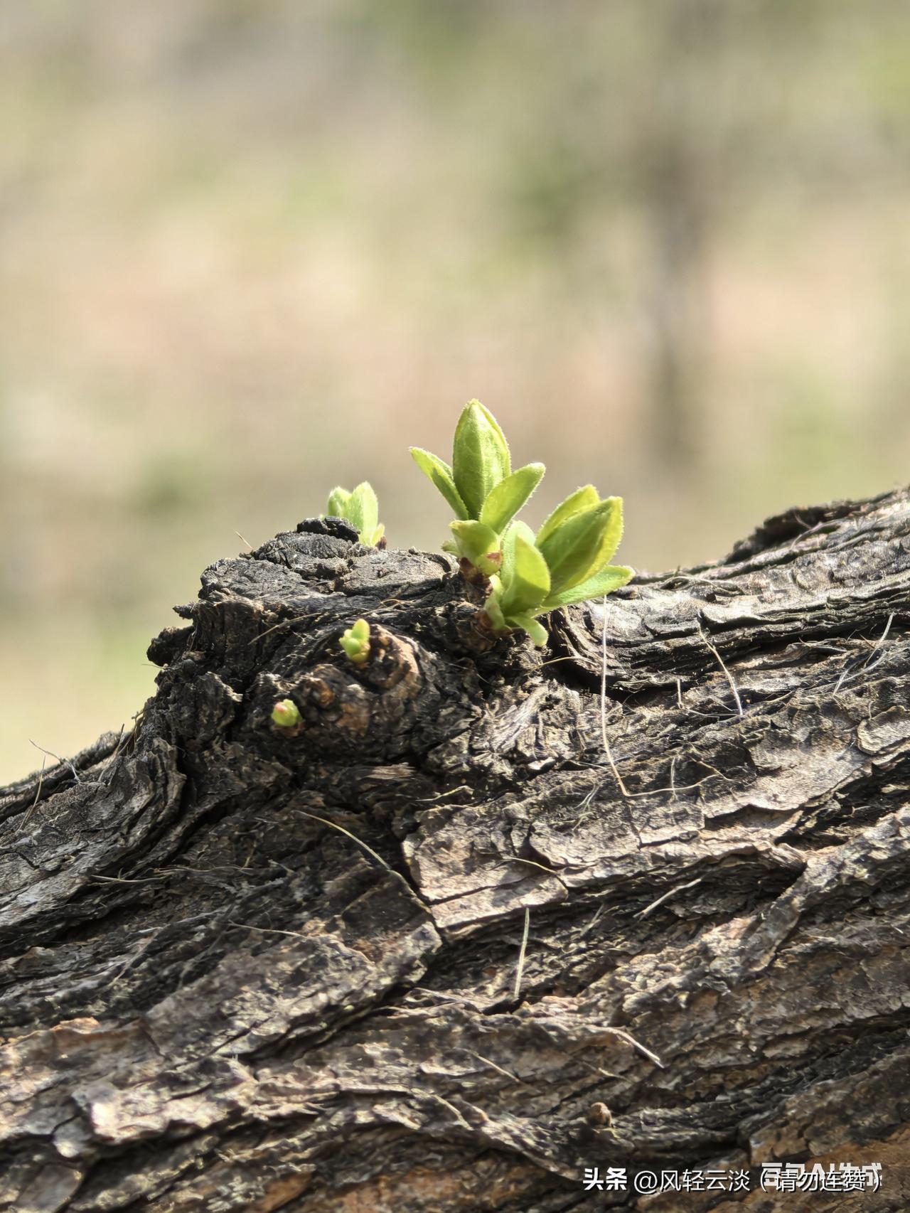生命的本质，藏在一幅由脆弱与坚韧共同绘就的画卷里。
 
人活着，不只是一呼一吸的