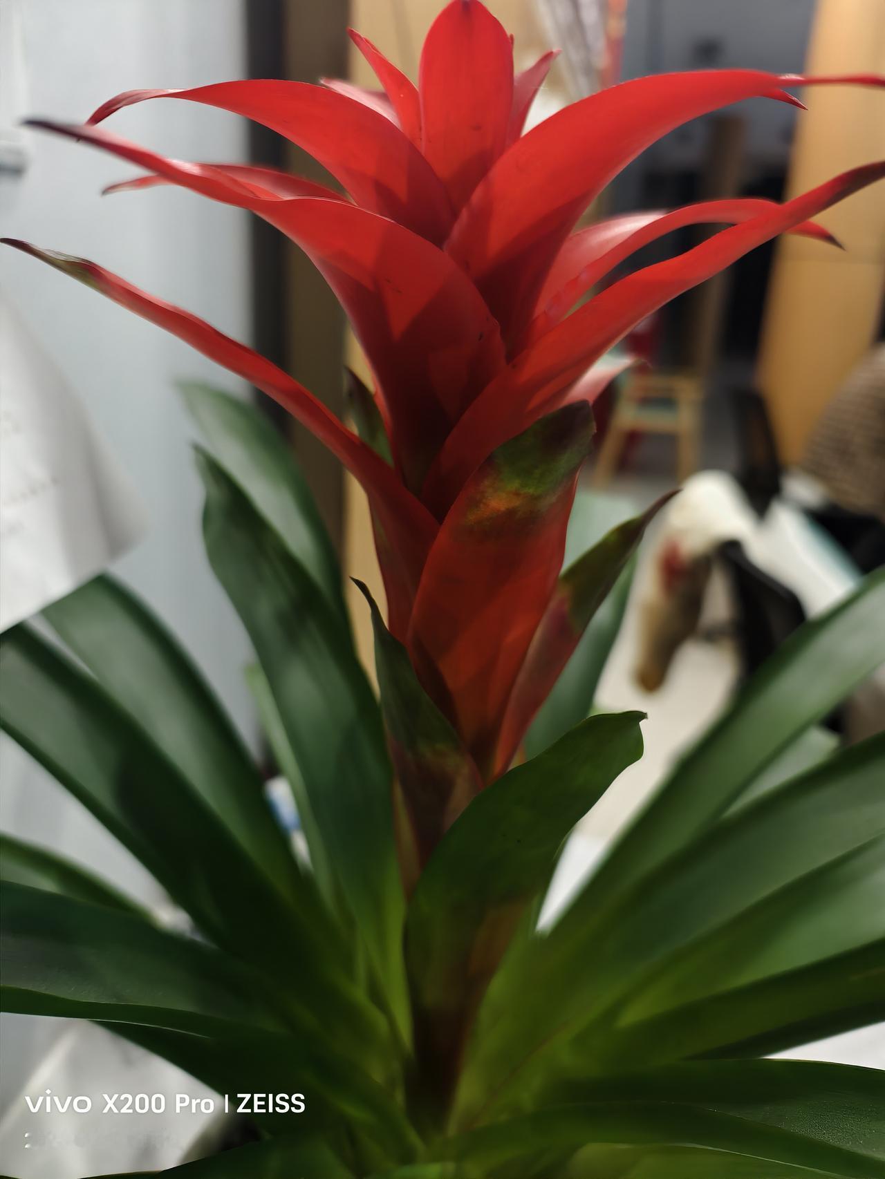 襄阳古城养老院的一盆鸿运当头开的真好[赞][赞][赞]