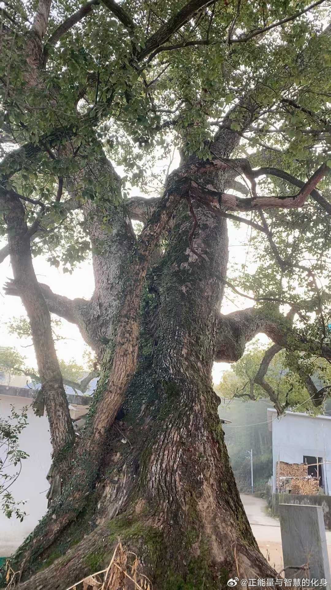 什么是真正的善良?不是放生，不是捐款，也不是做公益，而是无论任何时候，都能够尊重