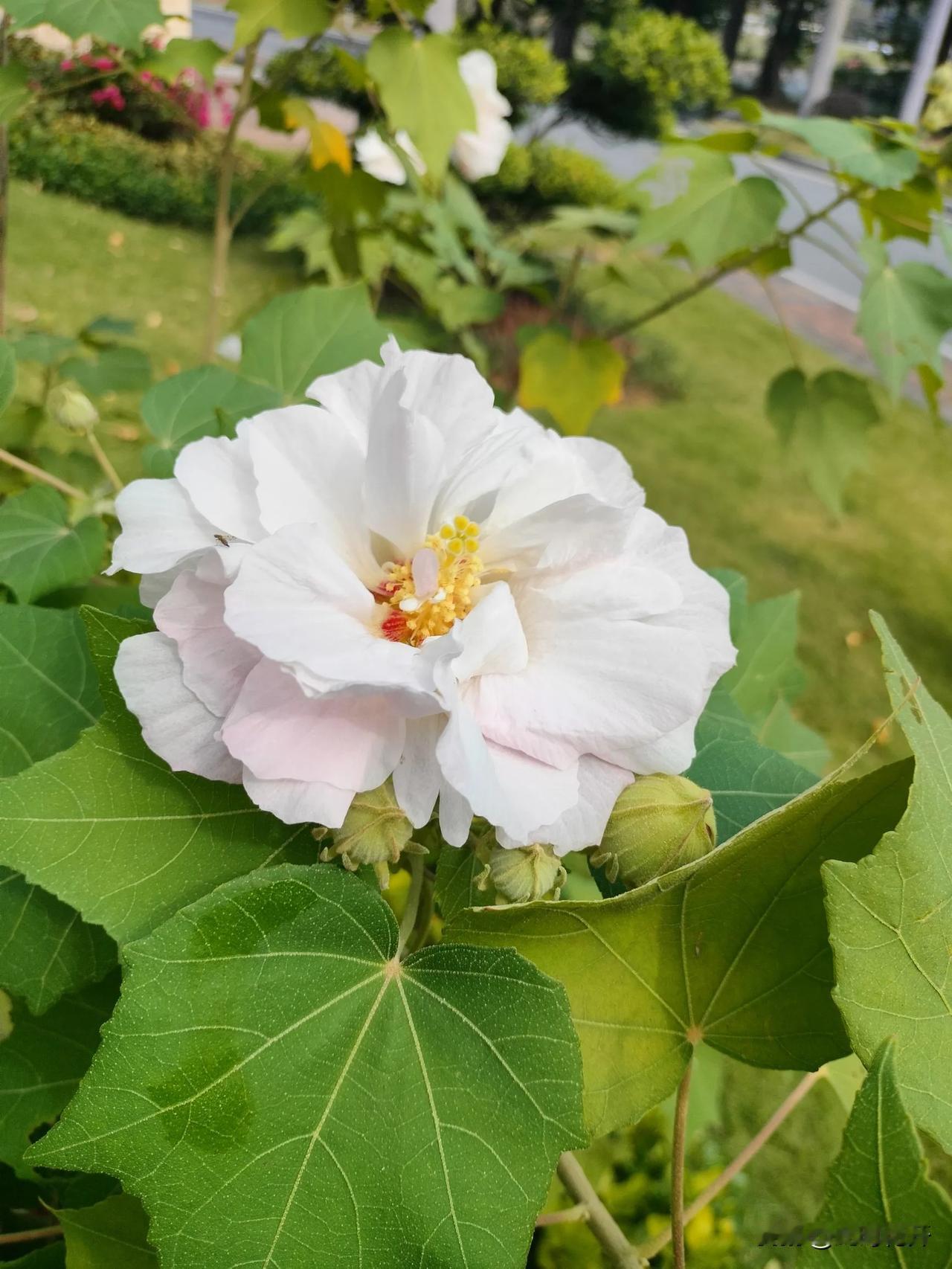 白芙蓉又名白花木芙蓉
是木芙蓉的一个品种
花复瓣，白色中略带粉红
形酷似白牡丹