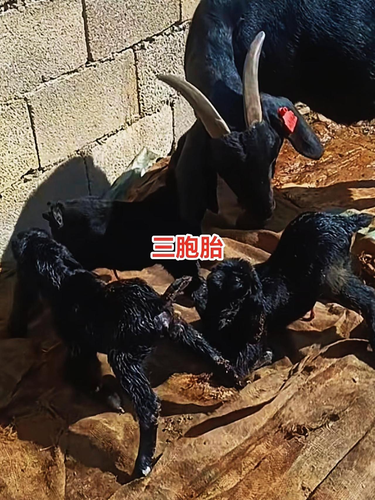 养羊人 牛羊不打栏 牛羊配不上 农村养羊