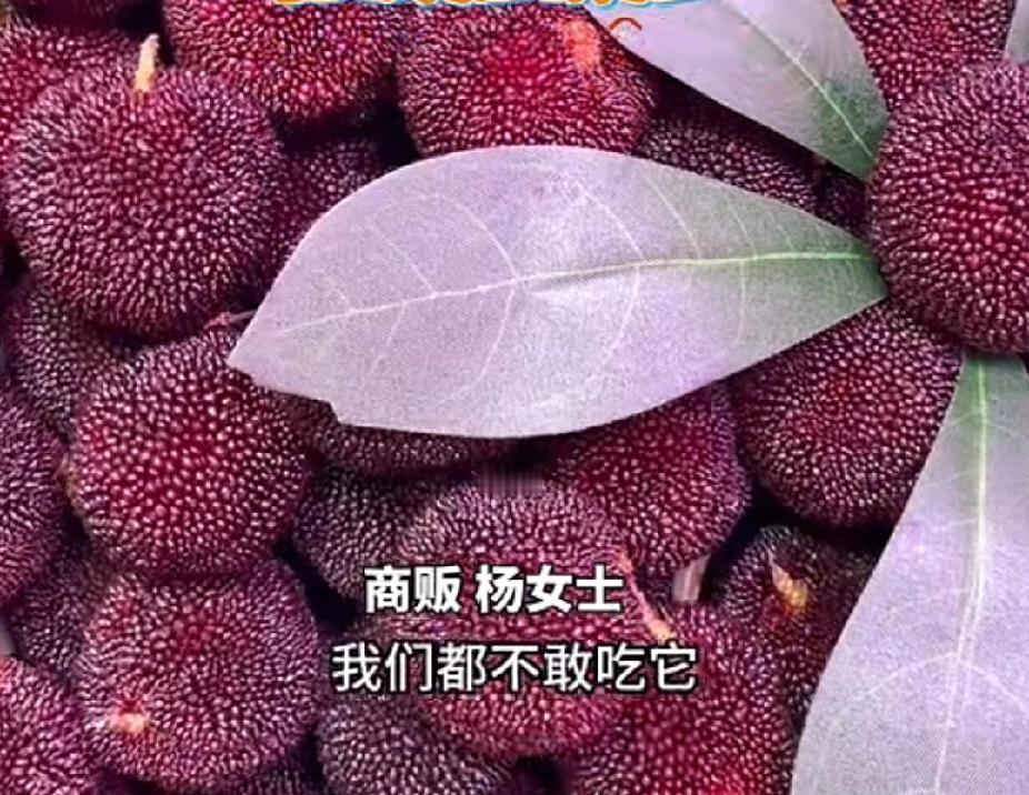 国人记性差，杨梅泡药水风声一过，该泡接着泡，就像宁夏枸杞一样，再也没有人提起。其