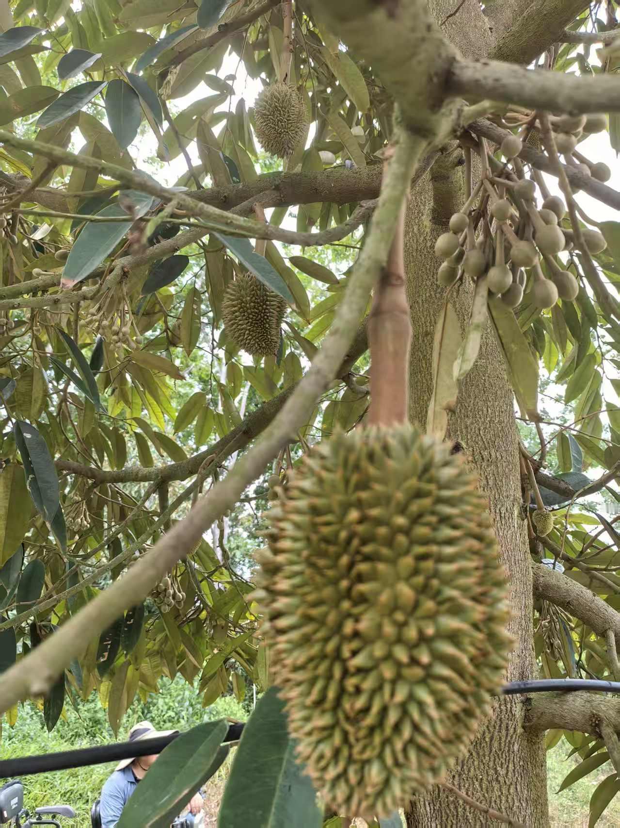 海南的榴莲，丰收在望