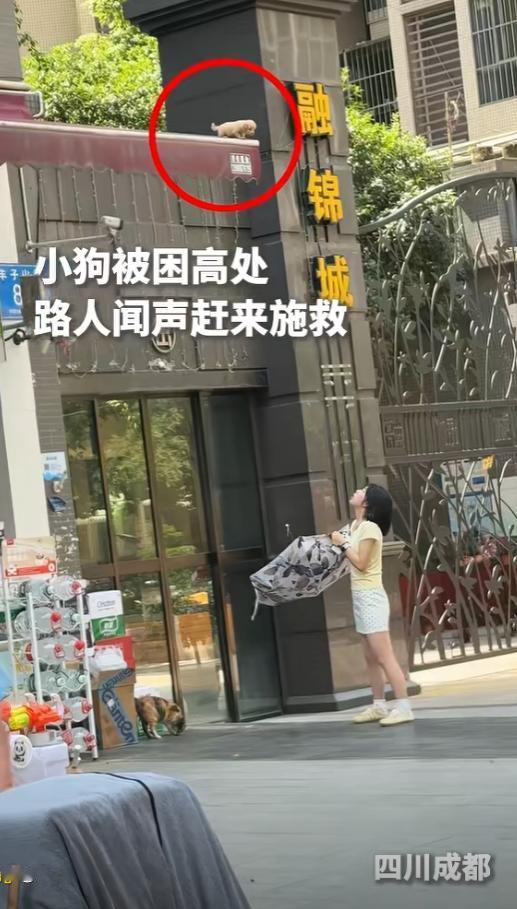 “暖心!”四川成都，一只小狗被困在高处，前后都没有落脚的地方，卡在原地不敢动弹。