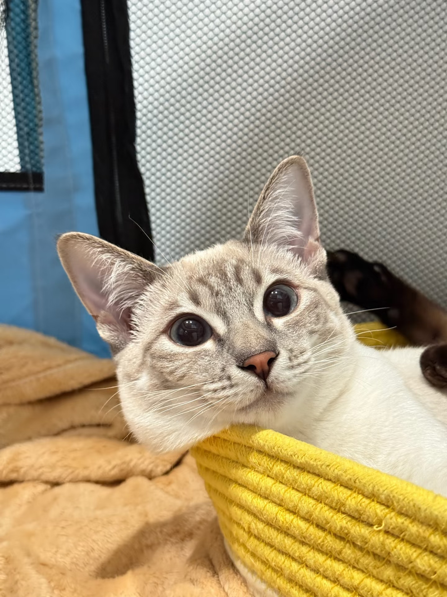 小猫咪的可爱瞬间、治愈系