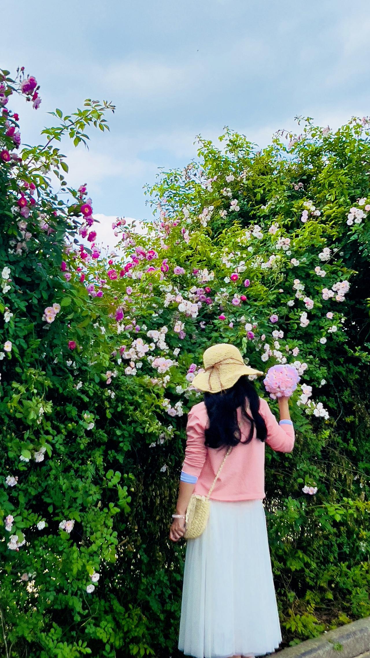 贵阳最美蔷薇花墙，也是最出片的拍照打卡地花季 蔷薇花 旅行推荐官