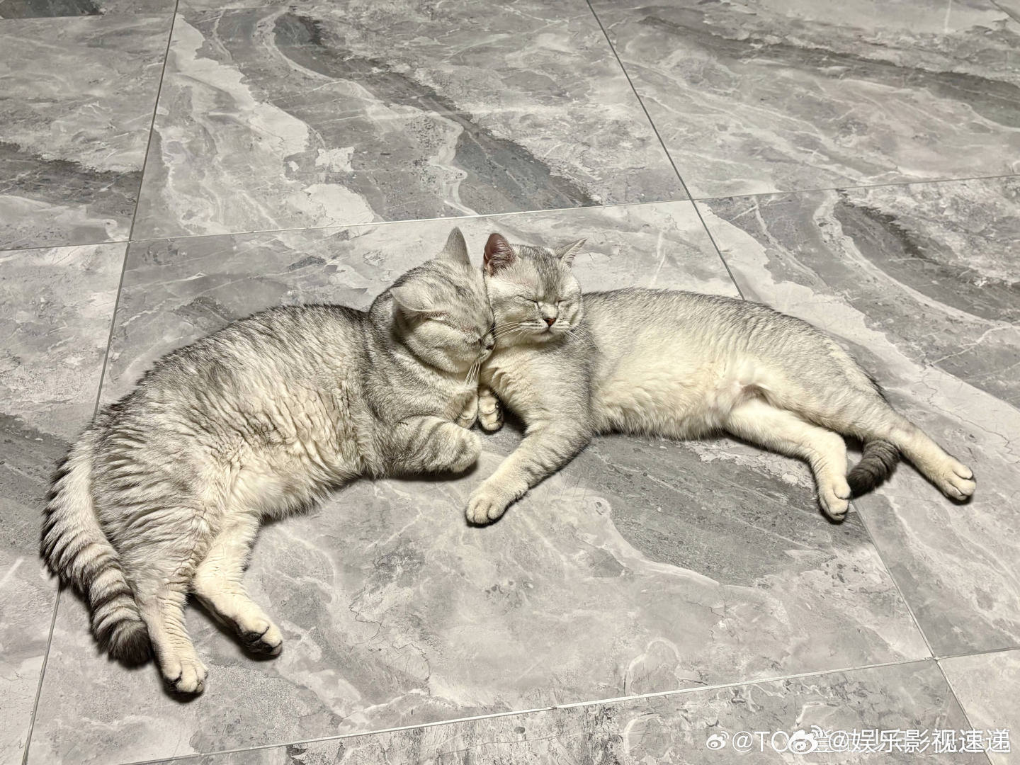 张泽禹发一下小猫 他真的好会，小狗的节日用小猫咪营业，张泽禹总是能用这种小细节让