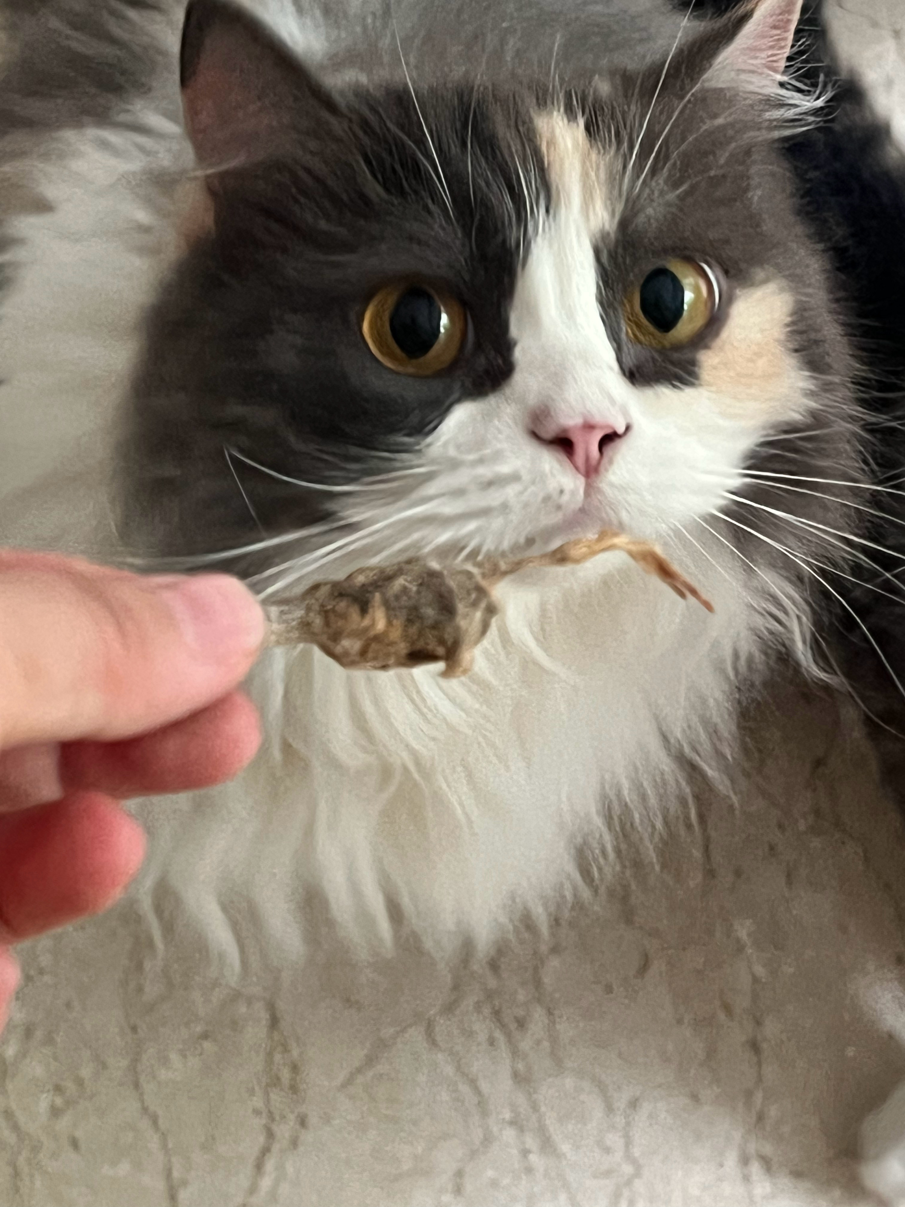 在面对冻干时妞妞真的是又争又抢萌宠c位计划