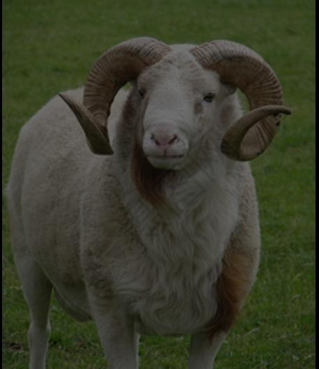 村里二傻是一个放羊人，他的羊有六百多头，每天带着二哈一起检查羊有没有丢。
冬天，