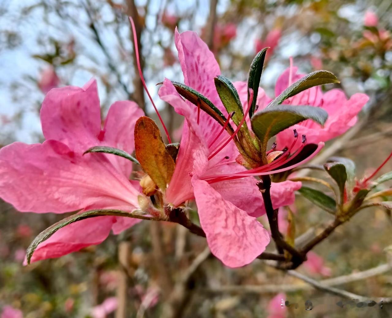 到底还是按捺不住，又往云雾山走了一遭。

花宇山上的杜鹃，这时候正开得泼泼洒洒的