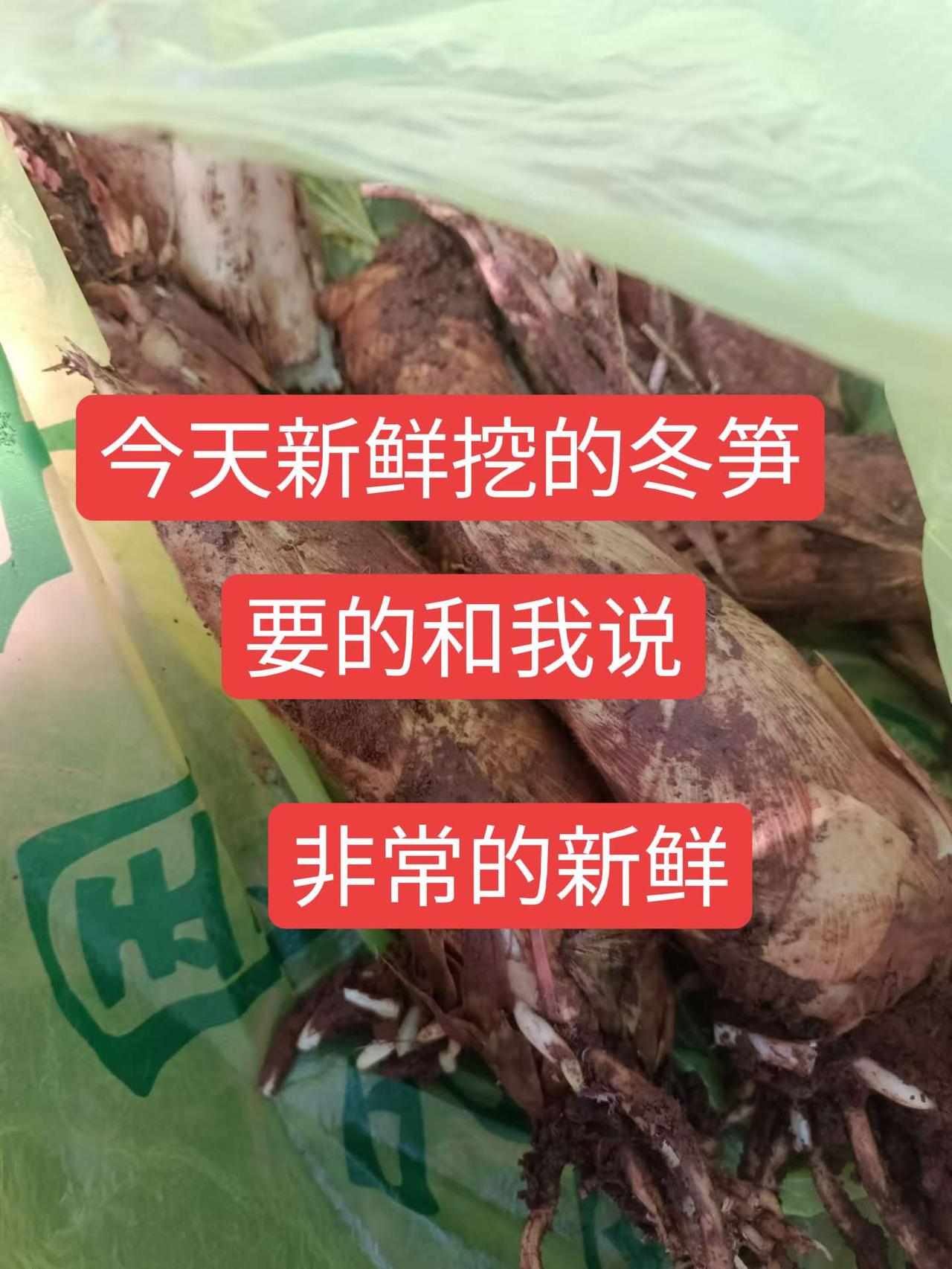 今天新鲜挖的冬笋，非常的新鲜，要的和我说冬笋来了 家乡的美味