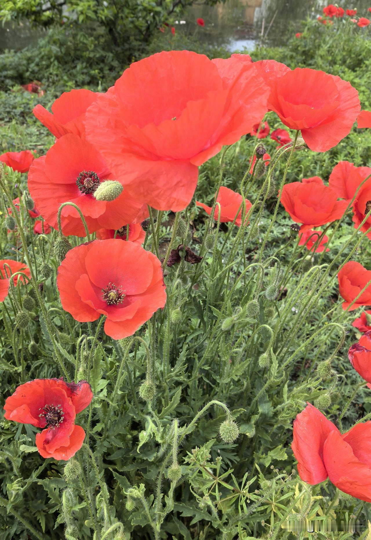 清晨沿河边悠闲散步，清新的晨风拂面而来，无意间发现一丛艳丽的红色花朵。花色明艳动