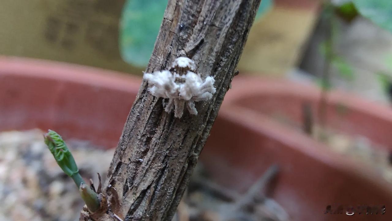 在枯树枝上发现一点不寻常，凑近一看，还活蹦乱跳的，这是个什么小动物？

大千世界