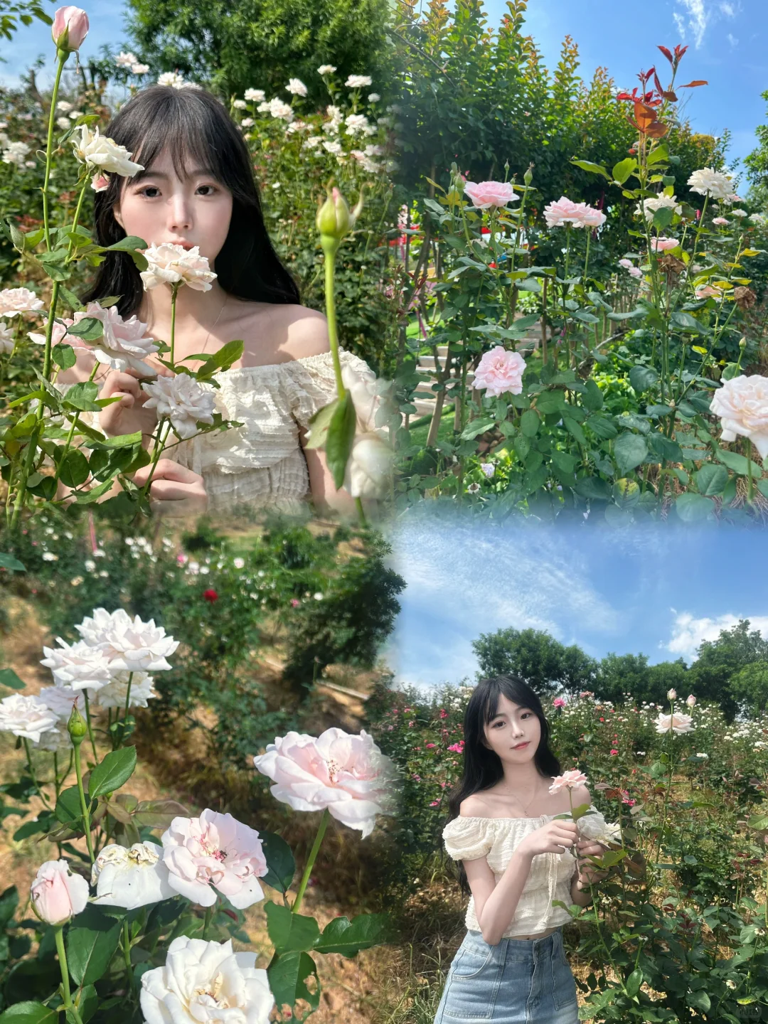 在河源，发现一大片玫瑰，拍照好去处📷