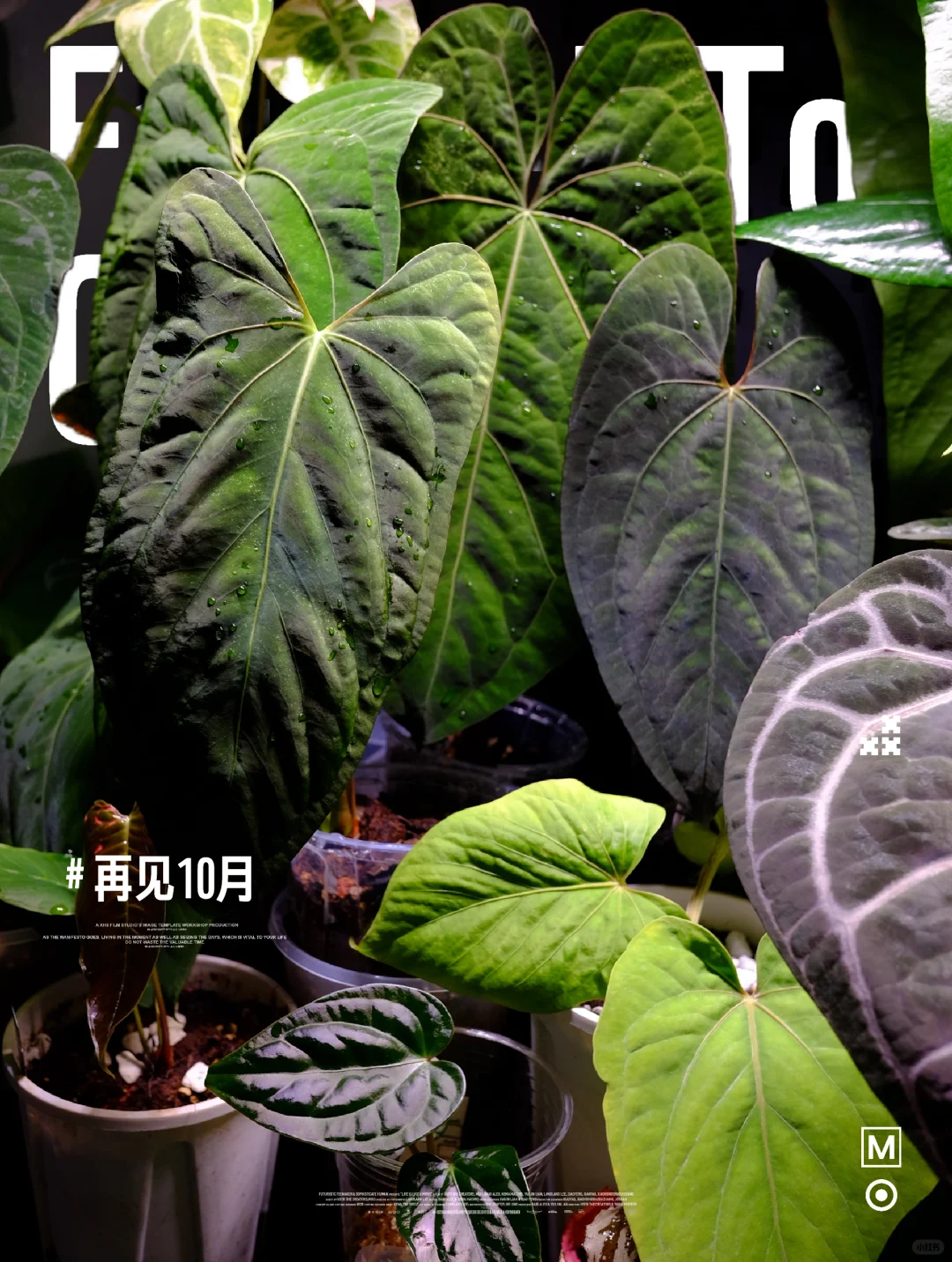 发色了的花烛可太美了