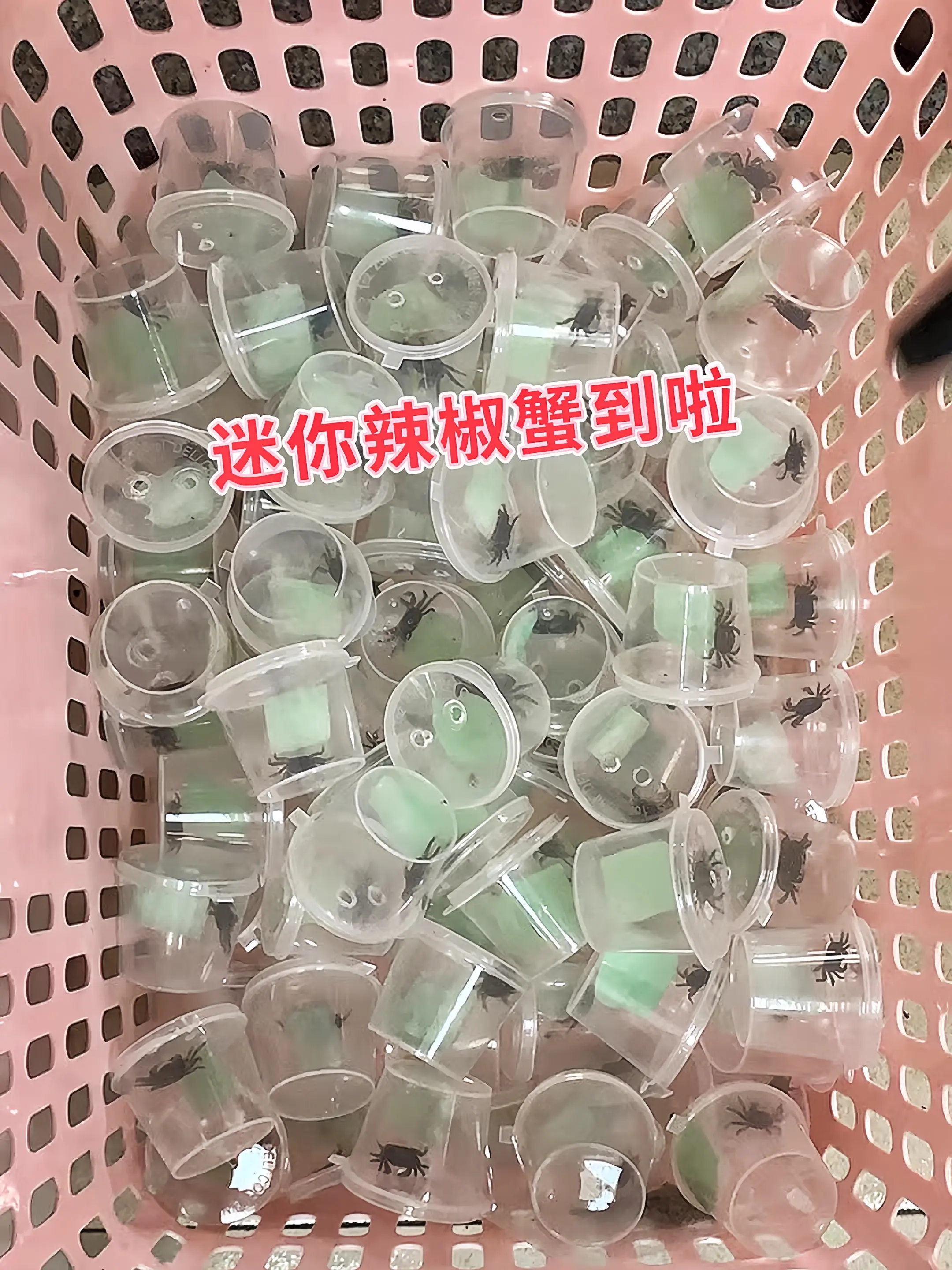 迷你辣椒蟹化身“水底清洁工”！主动啃食残饵、藻类和缸底污垢，减少水质污...