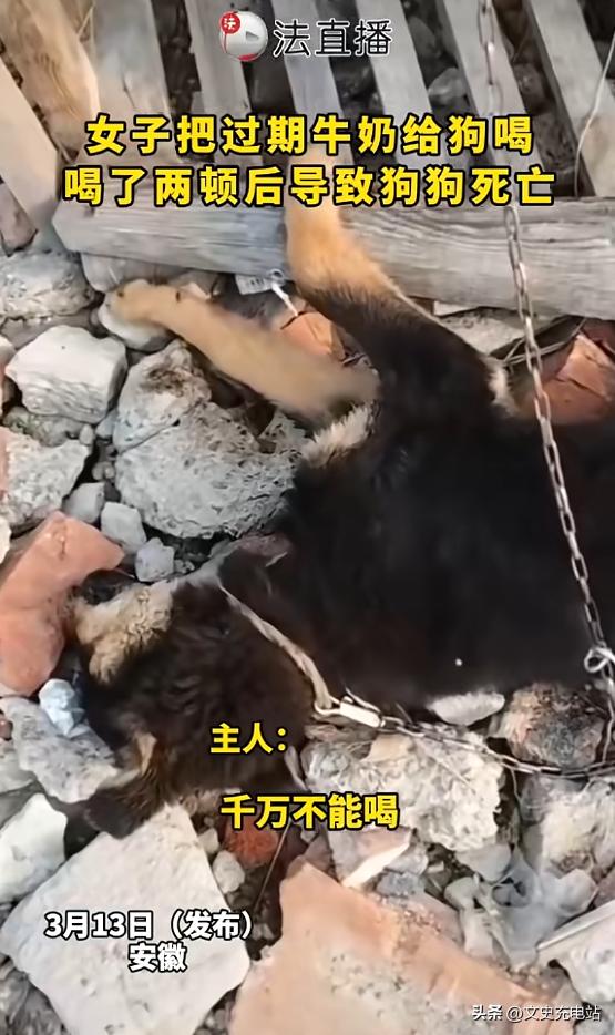 “心真大！”3月13日报道，安徽一女子看家里牛奶过期，扔了觉得浪费，便喂给了自家