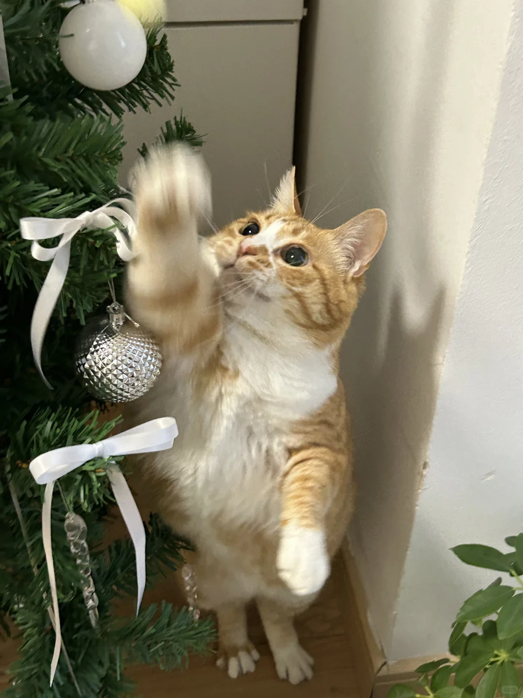 没有猫咪能拒绝圣诞树🎄