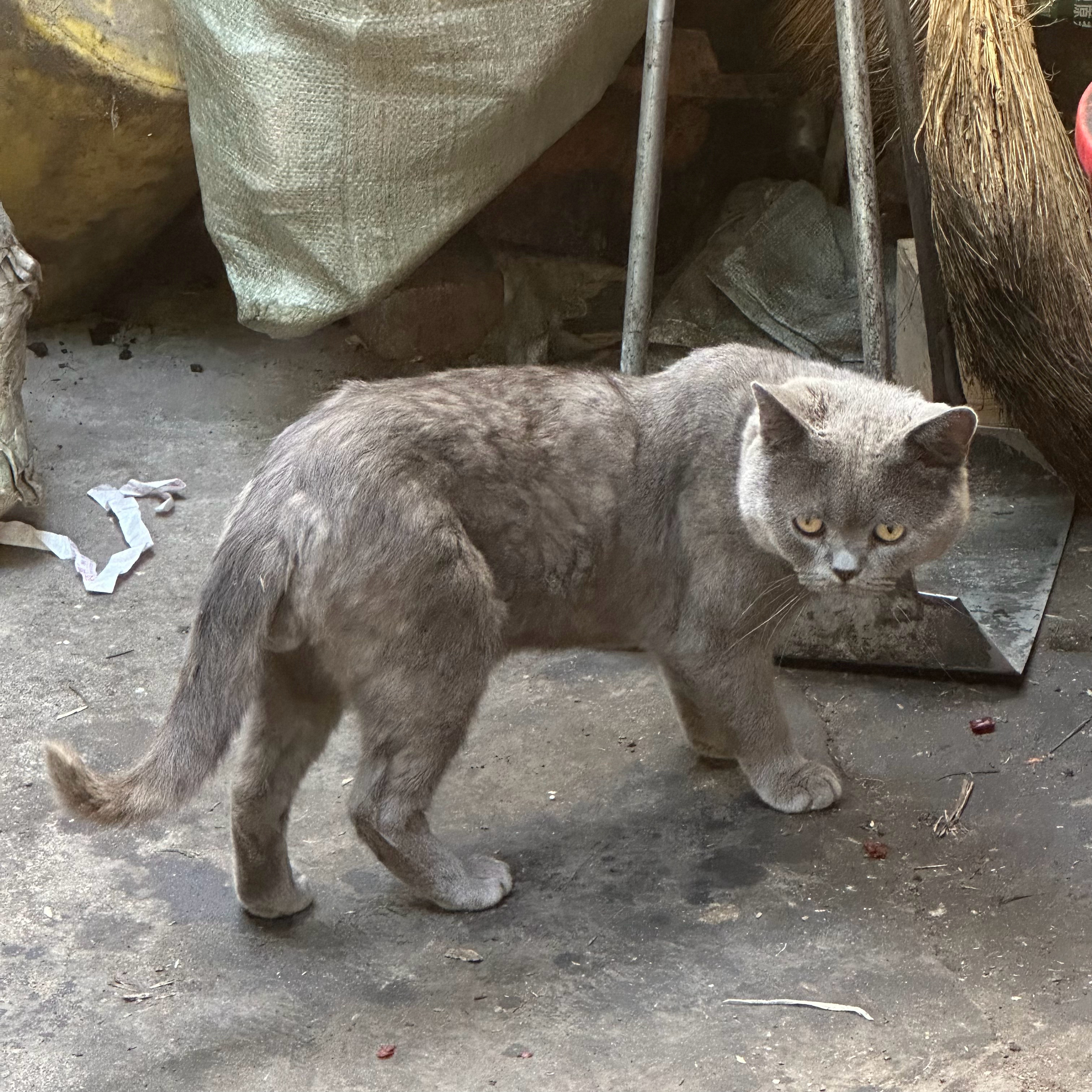 小猫小猫🐈⬛ 