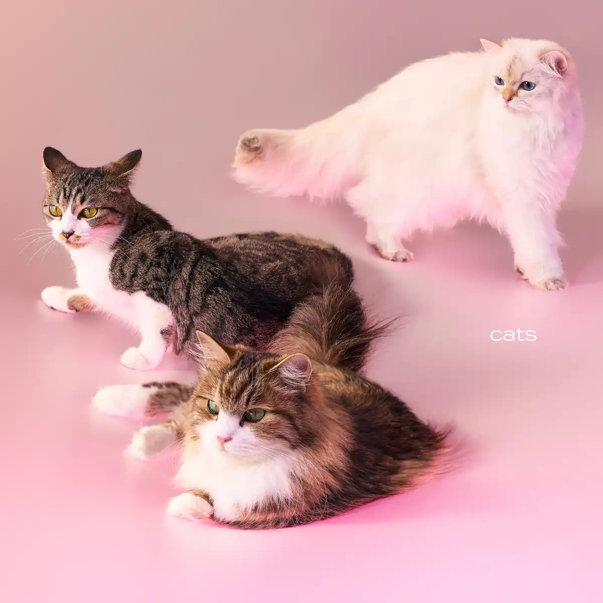 J-POP不能没有猫之唱片封面（2026新发行）irune - cat food