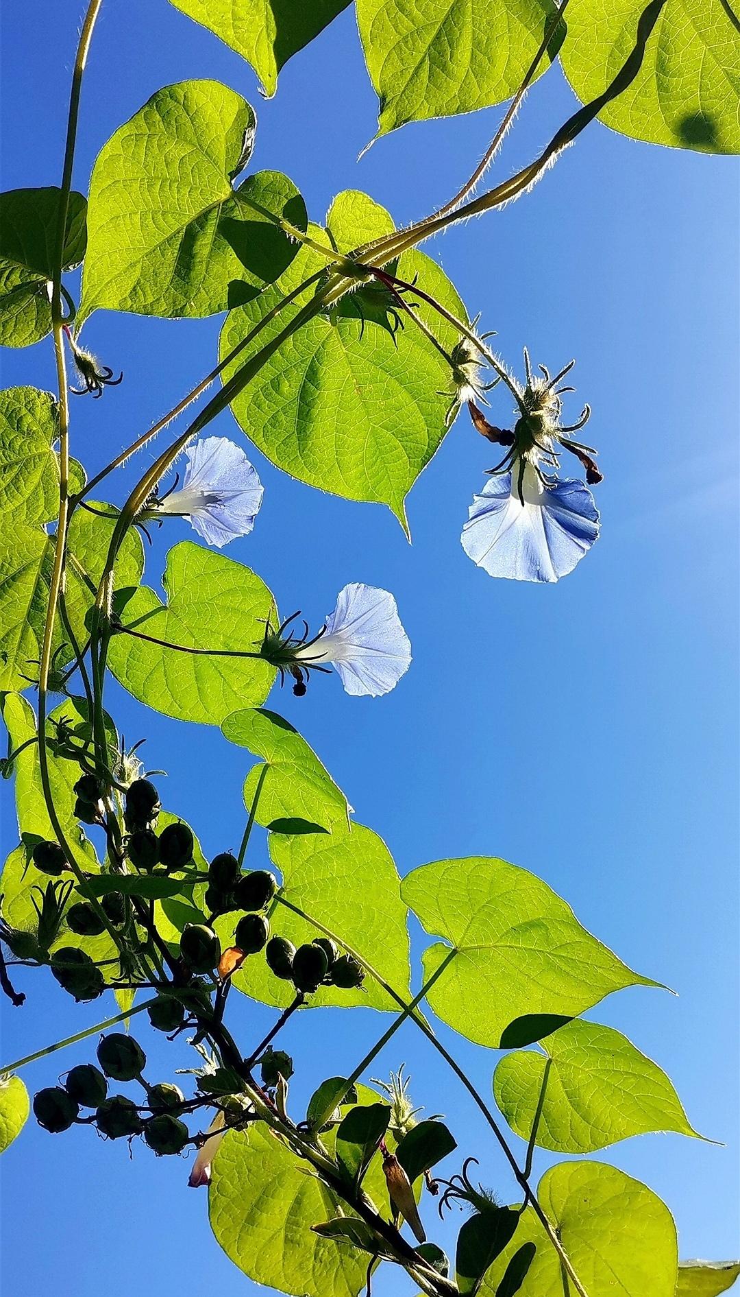 它不是庭院养护的名花，是山野间自在生长的野花。没有依附高墙，顺着灌木攀援向上，充