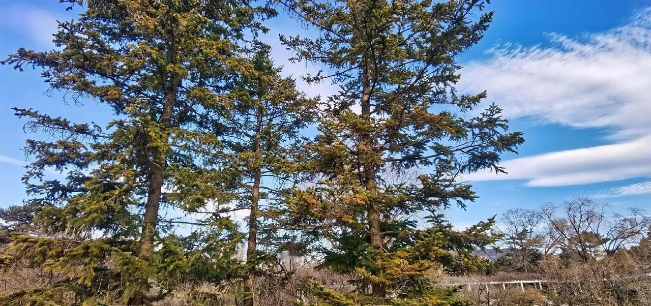 青松挺立，云卷云舒。随拍青松🌲 家门口的松 蓝天绿野独树影 那棵青松还在 风树