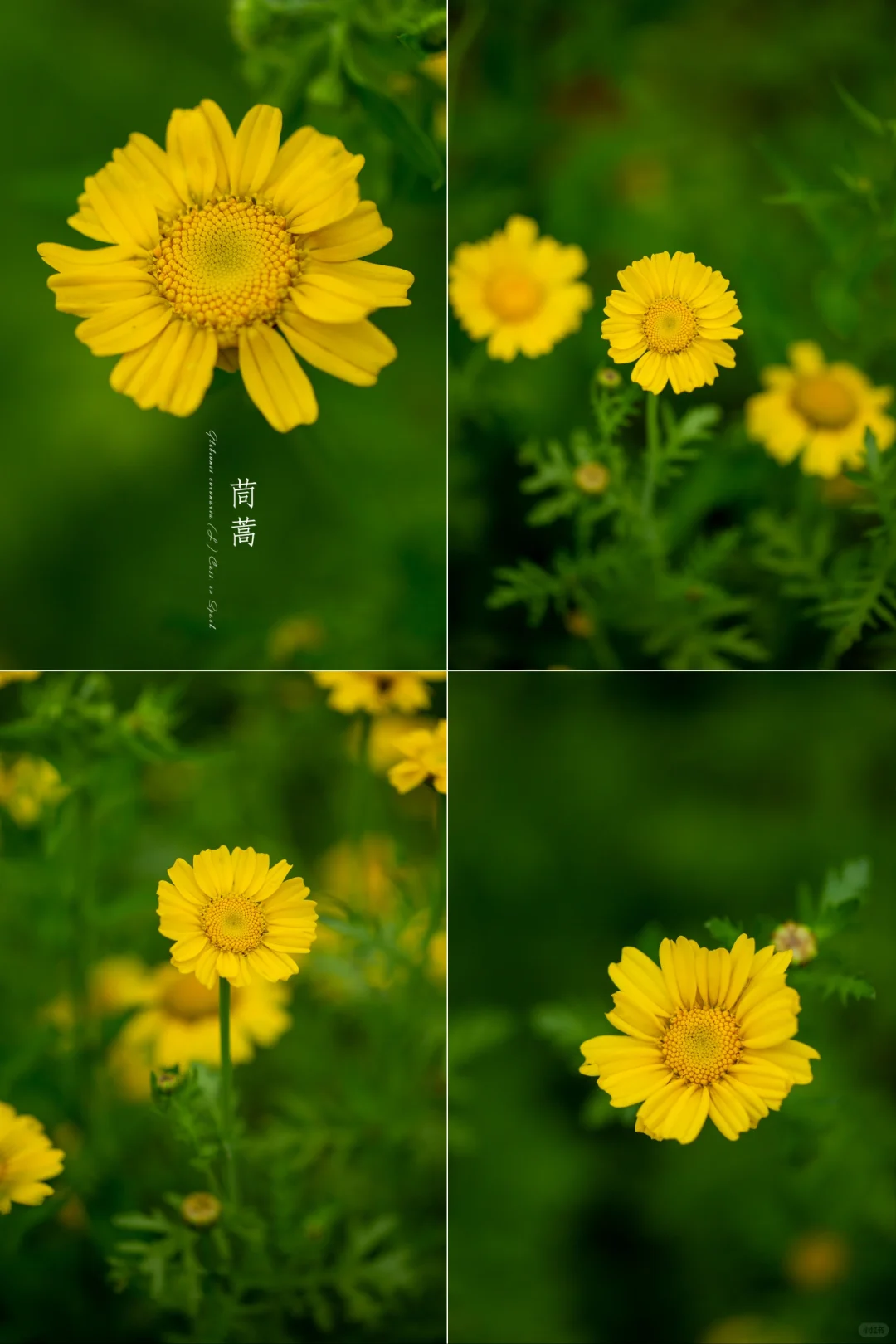 菜园的花——茼蒿