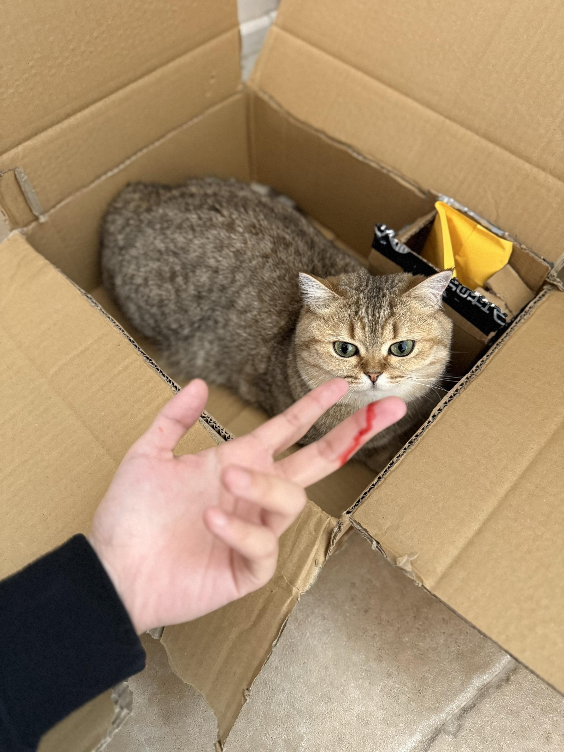 果妃性格极差奈何太可爱
